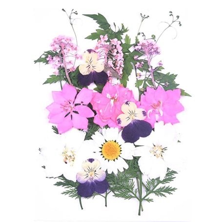 Fleurs séchées pressées naturelles authentiques pressées fleurs et feuilles gaufrées mini autocollants papillon pour l'art brico