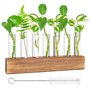 Vase en Verre De Tube À Essai Station De Propagation Vase en Verre Hydroponique avec Support en Bois pour Plantes Hydroponiques