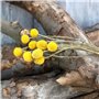 5 à 4 cm de diamètre - Boutons jaunes - Bouquet de fleurs séchées na