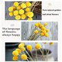 Lot de 30 tiges de fleurs séchées naturelles Craspedia de 2,5 à 4 cm de diamètre - Boutons jaunes - Bouquet de fleurs séchées na