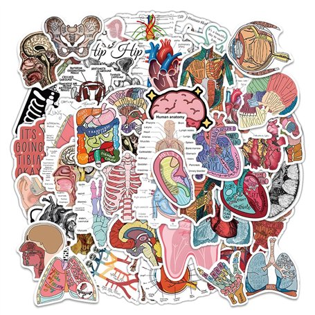 100 pièces d'autocollants d'anatomie d'organe