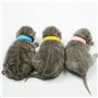 Colliers D'identification de Chiot