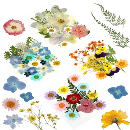 84 Pièce Fleurs Séchées Naturelles