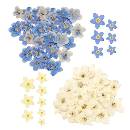 KSBBHDS 80 Morceaux De Mini-Fleurs Séchées