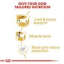 Royal Canin Dachshund Adult | 1,5 kg | Aliment complet pour chiens | Spécialement conçu pour les teckels adultes et âgés | Peut 