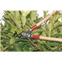 GREENGERS - Sécateurs et ciseaux de jardinage, Ébrancheurs de jardinage - Coupe branches avec lame à coupe franche manche bois 5