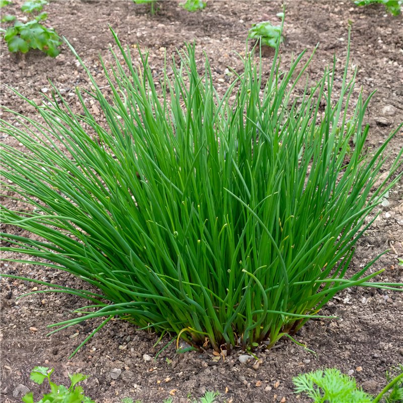 Bayer Chic 2000 655 76 Poupée Chaise Haute Jeans Gris