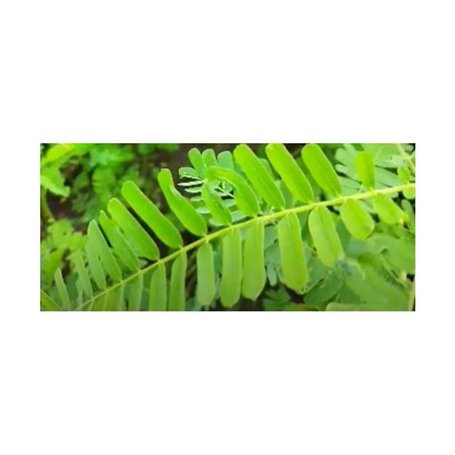 OSRAM 64662 M38 300W 230V 2900K Lampe Halogène Voltage Moyen/Haut Mono Base Lampe pour Films et TV Boîte Pliante (1 Pièce)