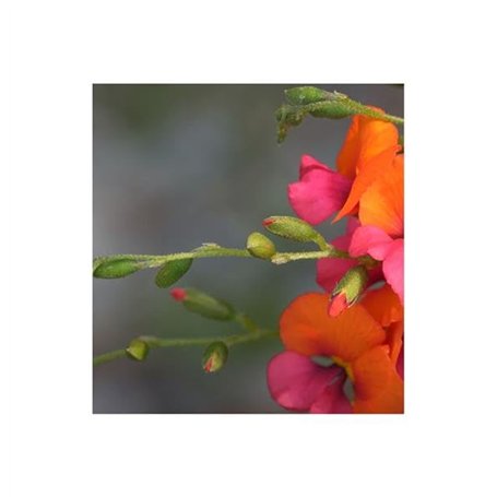 Seat 5F0601171TVK Enjoliveur en cuivre noir mat