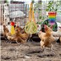 OVNSHVN Poulet pour Poules Poulet Xylophone Jouet Poulet Pont BalançOire Poulet Picorer Poulet Miroir