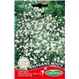 Germisem Graines Gypsophile Elégant blanc ELEGANS WHITE