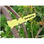 HomeTools.eu® Lot de 100 Rubans d'inscription, Plantes Arbres | Plastique 21 x 2 cm, résistant aux intempéries avec Boucle de Fi