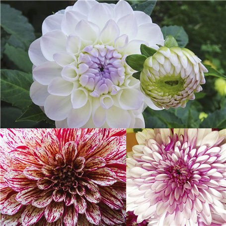 ARDITEX - Set de table et 2 chaises pour enfants en bois - 50 x 50 x 44 cm et 26,5 x 26,5 x 50 cm - Idéal pour jouer, peindre et