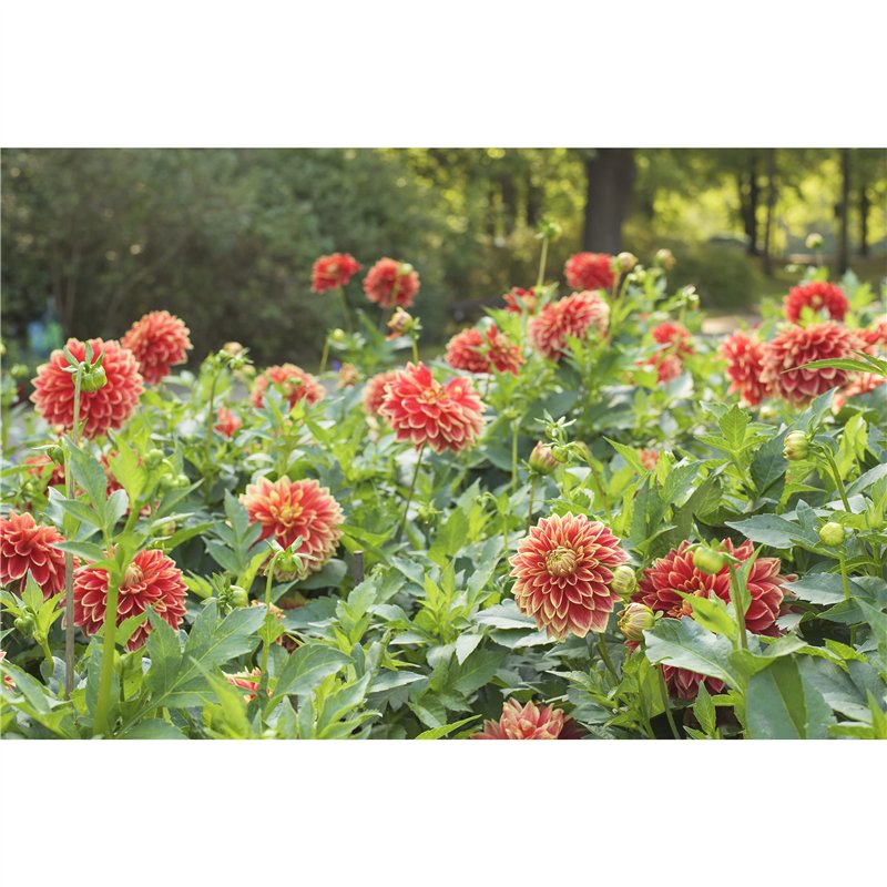 Parure de lit - 1 housse de couette 220 x 240 cm + 2 taies d'oreiller 60 x 60 cm - 100% coton renforcé - Blanc