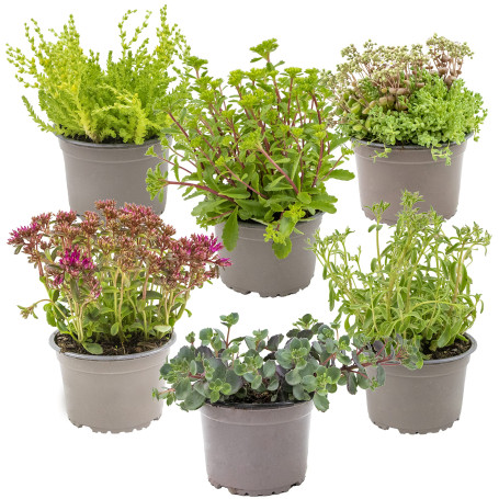 Bloomique - Lot de 6 - Mélange de plantes de rocaille - Plantes de jardin - Résistantes au gel - 15-25 cm de haut - Pot 14 cm