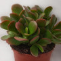 Plant in a Box - Arbre de jade - Lot de 2 - Crassula ovata 'Sunset' - Hauteur 15-20cm - Pot 12cm - Plante d'intérieur - Succulen