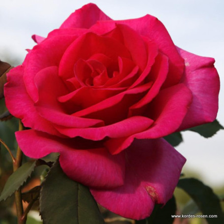 2 x Rosier - Rosa 'Parole' en pot 25-30 cm - Parfums puissants et floraison époustouflante