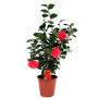 Plant in a Box - Camellia japonica 'Lady Campbell' - Rouge - Plante vivace - Rose japonaise - Plante de jardin - Pot 19cm - Haut