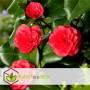 Plant in a Box - Camellia japonica 'Lady Campbell' - Rouge - Plante vivace - Rose japonaise - Plante de jardin - Pot 19cm - Haut