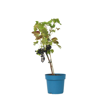 Plant in a Box - Vitis vinifera 'Nero' - Plant de raisin - ⌀21cm - Hauteur 60-75cm