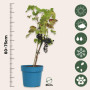 Plant in a Box - Vitis vinifera 'Nero' - Plant de raisin - ⌀21cm - Hauteur 60-75cm