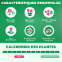 Mélange de Bulbes de Tulipes de Printemps - 50 Bulbes - Tulipes Exclusives des Pays-Bas - 15 Variétés - Rustiques et Vivaces - T
