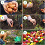 Mélange de Bulbes de Tulipes de Printemps - 50 Bulbes - Tulipes Exclusives des Pays-Bas - 15 Variétés - Rustiques et Vivaces - T