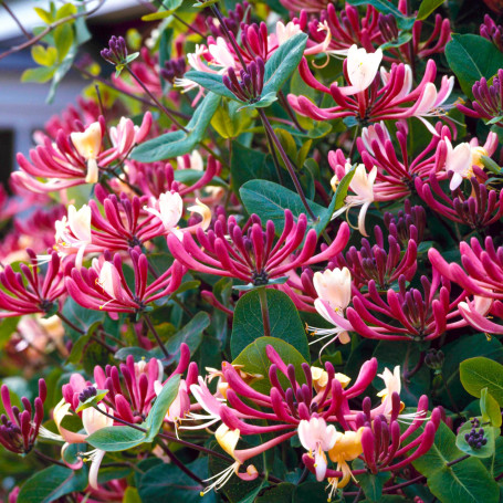 GardenersDream Lonicera Belgica Select - Chèvrefeuille Parfumé Résistant au Froid - Plante Grimpante Rose Résistante au Froid -