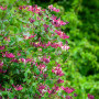 GardenersDream Lonicera Belgica Select - Chèvrefeuille Parfumé Résistant au Froid - Plante Grimpante Rose Résistante au Froid -
