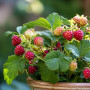 Plant in a Box - Rubus 'Baie de Tay' - Set de 3 - Croisement entre la mûre et la framboise - Fruits rouge foncé - Plante de jard