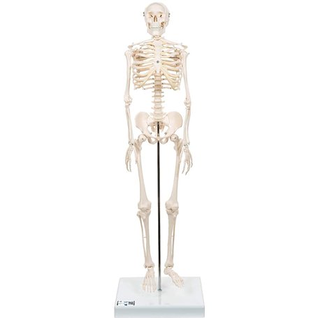 3B Scientific® Mini Squelette “Shorty” – Squelette Humain Demi-Taille Réelle avec Crâne en 3 Parties sur Socle + Smart Anatomy A