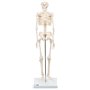 3B Scientific® Mini Squelette “Shorty” – Squelette Humain Demi-Taille Réelle avec Crâne en 3 Parties sur Socle + Smart Anatomy A