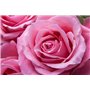 TERRE DE ROSE - Eau de rose 200ml - produits artisanaux français - made in France - cosmétiques naturelles - 100% d'origine végé