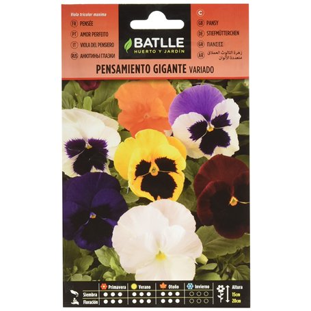 PENSEE VARIEE GEANTE