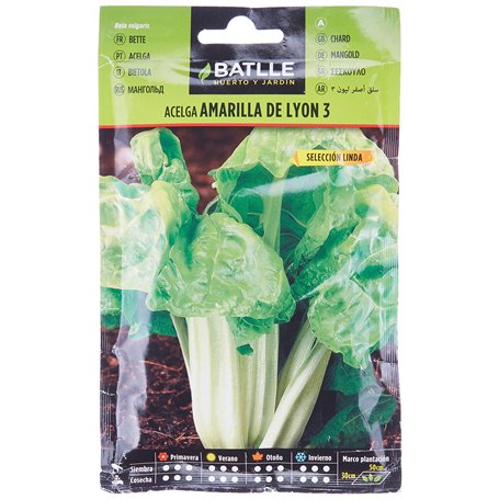 Bette à carde de Lyon Linda