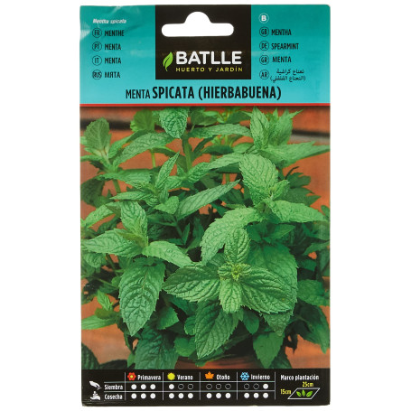Graines aromatiques de Batlle - Menthe verte/Mentha spicata (0
