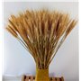 180 pcs séchées blé Naturel Bundle Arrangement de Fleurs Maison Table de fête de Mariage Table Décoration