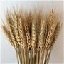 180 pcs séchées blé Naturel Bundle Arrangement de Fleurs Maison Table de fête de Mariage Table Décoration