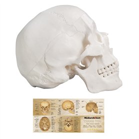 Modèle de crâne humain, taille réelle, modèle anatomique en 3 parties avec capuchon amovible et mandibule articulée pour étudian Modèle de crâne humain