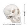 Modèle de crâne humain, taille réelle, modèle anatomique en 3 parties avec capuchon amovible et mandibule articulée pour étudian