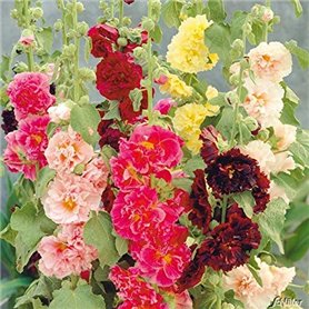 Soteer Seed House - Rose trémière 'Mélange' Assortiment de graines de fleurs vivaces Assortiment de roses trémières trémières (1 Soteer Seed House - Rose trémière 'Mélange' Assortiment de graines de fleurs vivaces Assortiment de roses trémières trémières (1