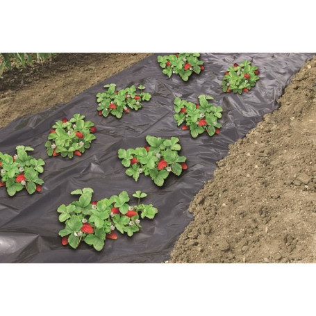 Film de paillage spécial fraises - 1,40x10m 31,08 €