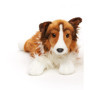 Uni-Toys Collie à Poils Longs, couché - Visage Blanc/Marron - 41 cm (Longueur) - Chien en Peluche, Collie, Animal de Compagnie -