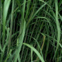 6 x Miscanthus Floridulus - Giganteus - Miscanthus géant godet 9cm x 9cm