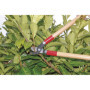 GREENGERS - Sécateurs et ciseaux de jardinage, Ébrancheurs de jardinage - Coupe branches avec lame à coupe franche manche bois 5