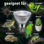 SOLAR RAPTOR Spot halogène UV - Spot chauffant pour terrarium (35 W)