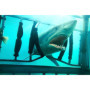 Shark - Film d'Horreur en DVD avec Sara Paxton 15,05 €