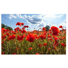 Lot de 300 Graines de Pavot Coquelicot Rouge - Fleurs Éclatantes pour Votre Jardin 6,68 €