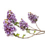Royal Empress Tree Seeds-Paulownia Tomentosa-100+Seeds Jardin, Pelouse, Entretien