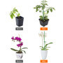 Kit de Tuteurage QWORK pour Plantes d'Intérieur et Grimpantes